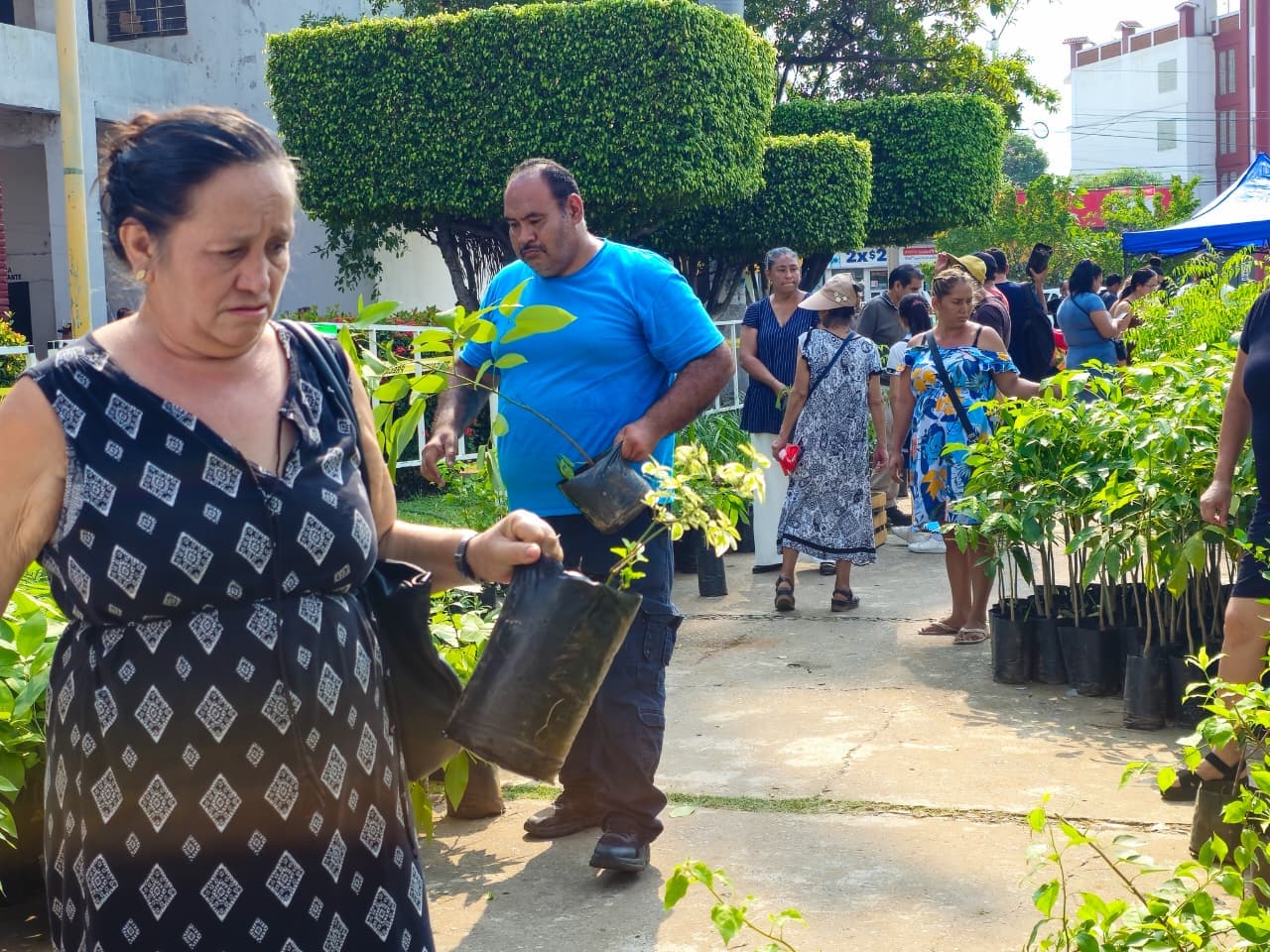 Imagen 1 de Realiza Gobierno Municipal Gran Entrega Masiva de Plantas.