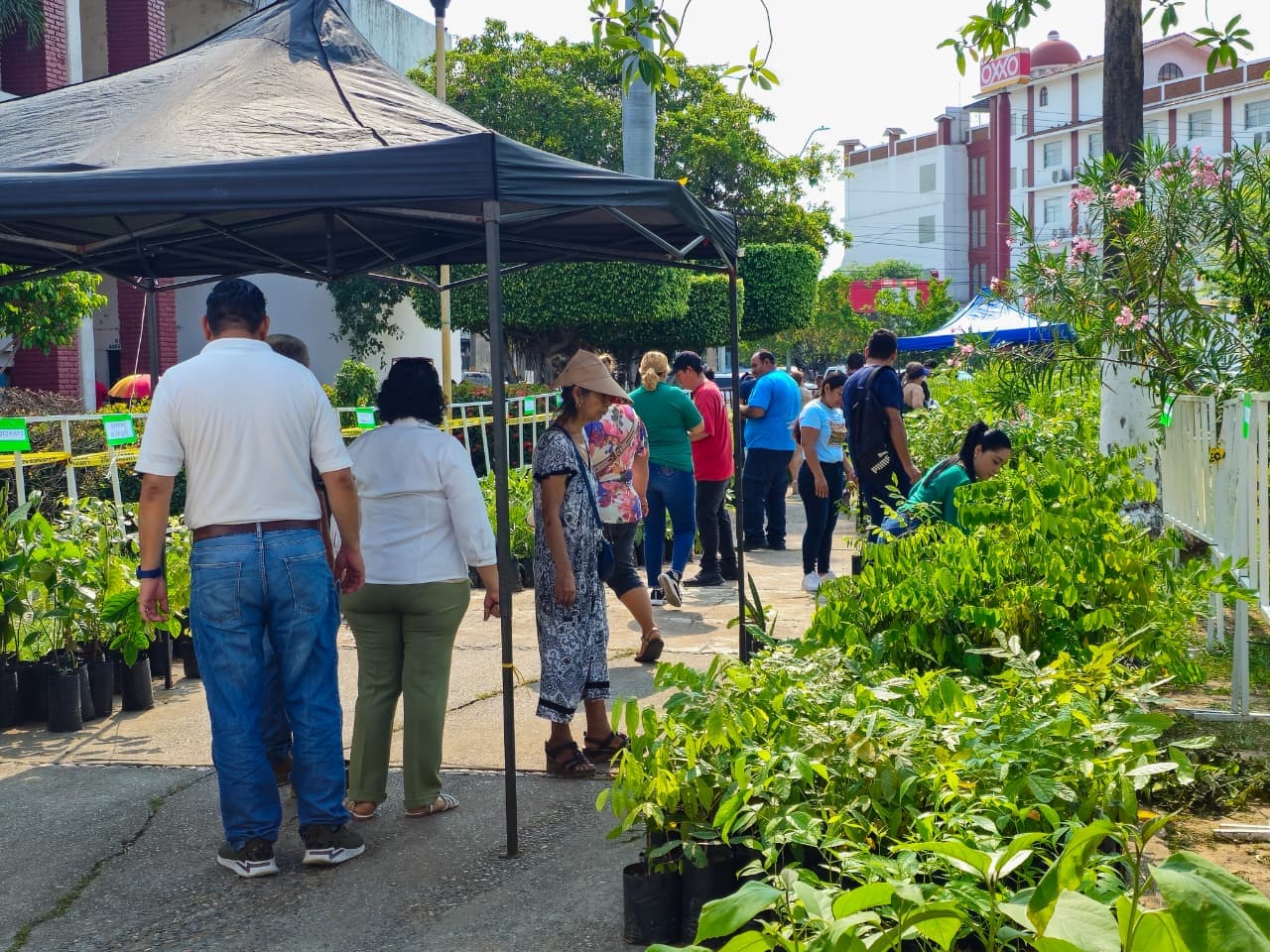 Imagen 2 de Realiza Gobierno Municipal Gran Entrega Masiva de Plantas.