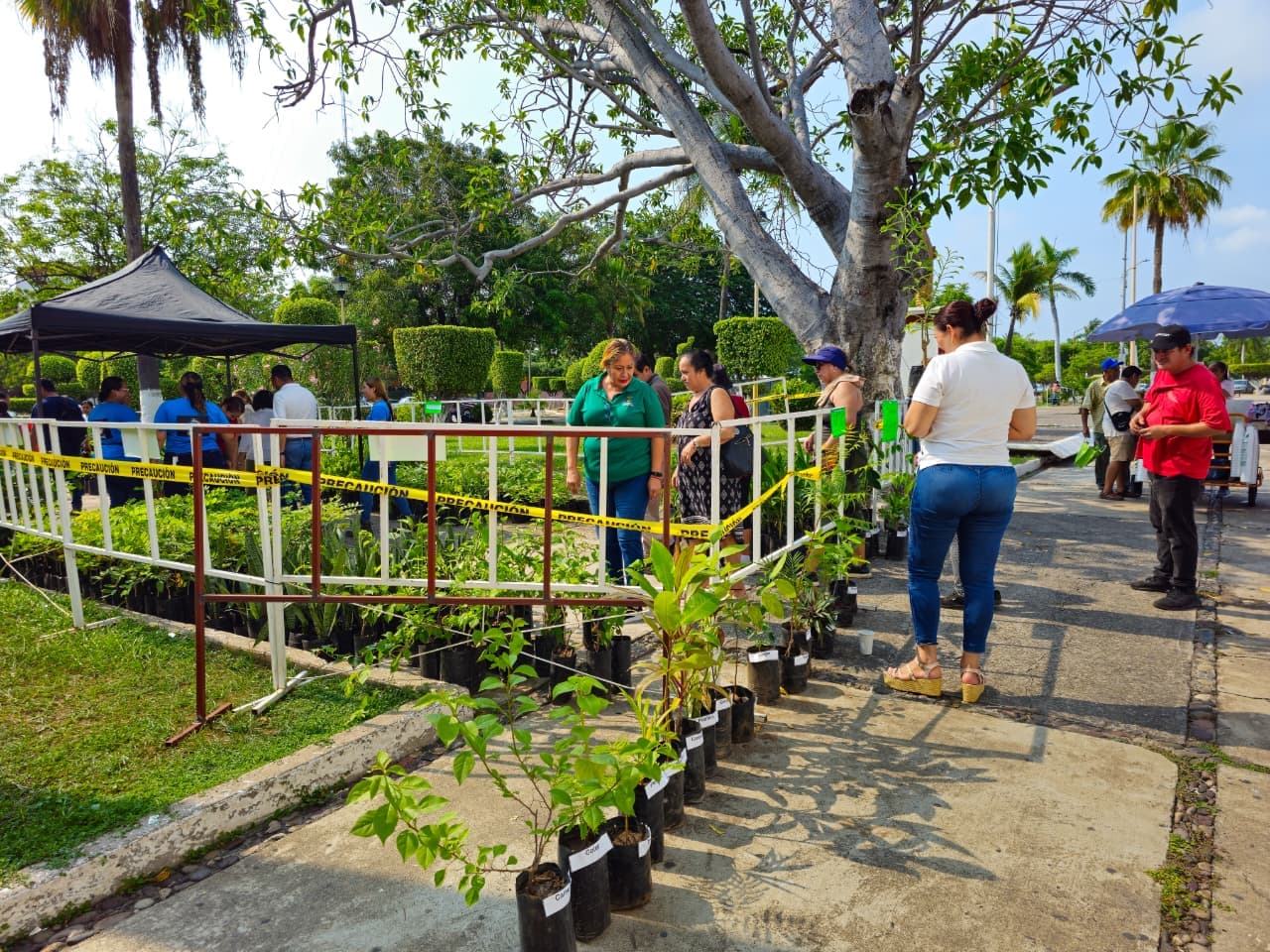 Imagen 4 de Realiza Gobierno Municipal Gran Entrega Masiva de Plantas.