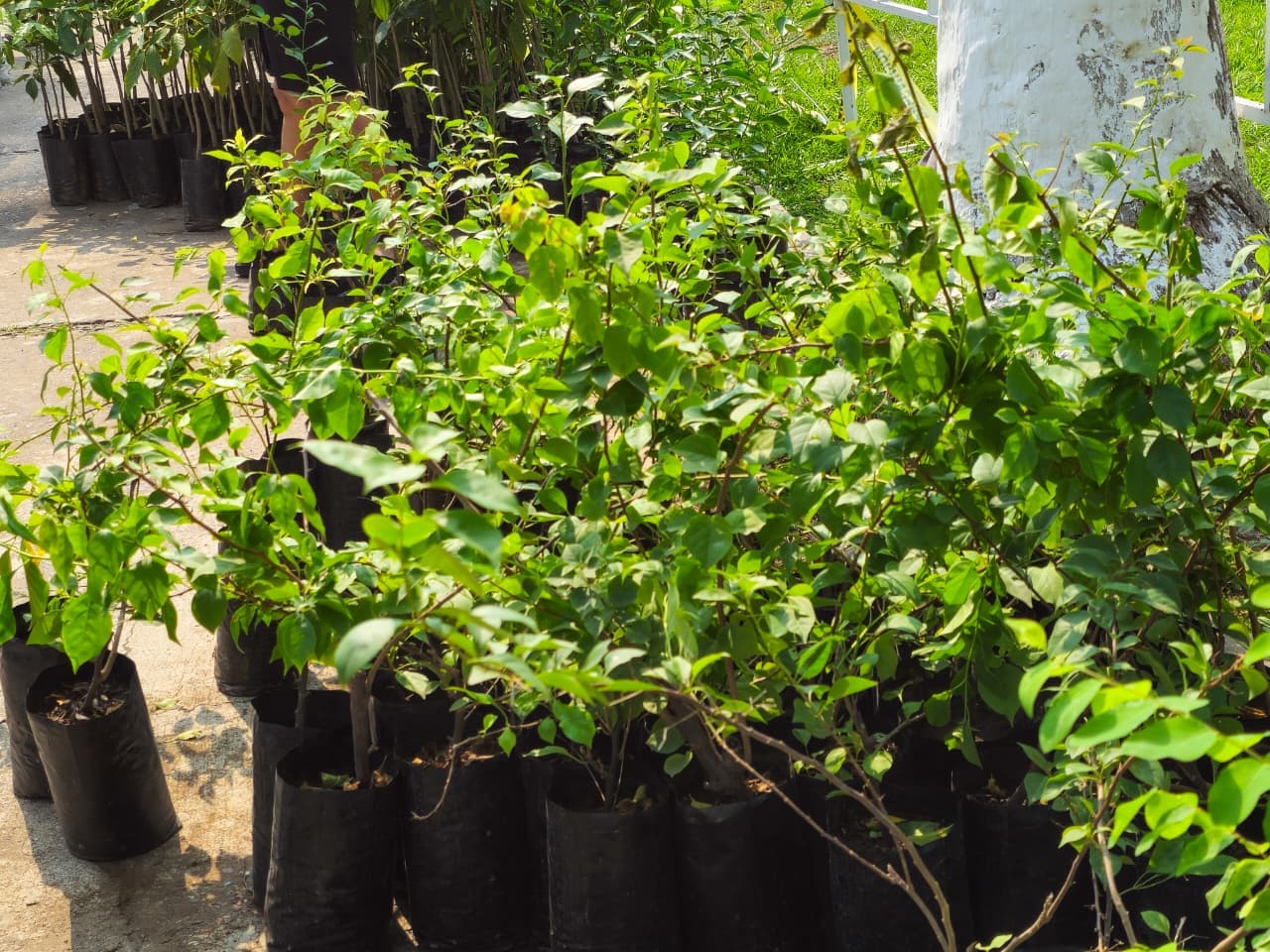 Imagen 5 de Realiza Gobierno Municipal Gran Entrega Masiva de Plantas.